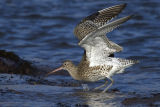 Curlew 